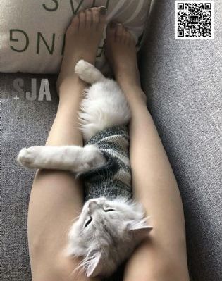 《追捕者》电视剧_在线免费观看电影